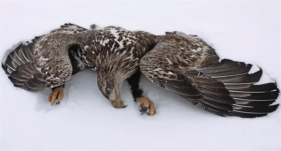 Tohoto orla mořského našli ochránci přírody v minulých letech. Zabil jej...