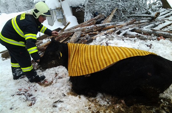 Ván porannou krávu musel veteriná utratit.