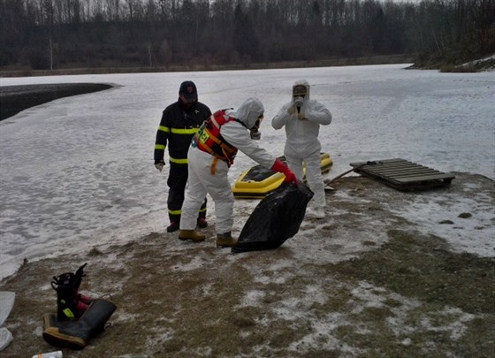Dv uhynulé labut na Stíbrném jezee v Opav pomáhali likvidovat opavtí...