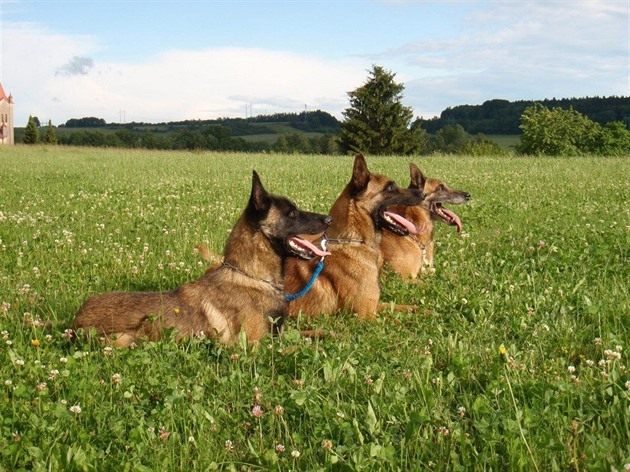 Why Dogs Scratch After Urinating: Veterinarians Offer Clear Explanation