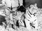 Na umělém odchovu tygra ussurijského Amura se v Jihlavě podílela Marie Žáčková.