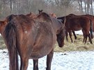 Státní veterinární správa opakovan eí soukromý chov koní v Jankov na...
