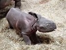 V plzeské zoo se v noci na nedli narodilo samice nosoroce indického Manjule...