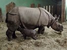 V plzesk zoo se v noci na nedli narodilo samice nosoroce indickho Manjule...
