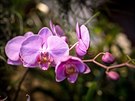 Oblbenou vstavu orchidej, bromli, sukulent a jinch exotickch rostlin...