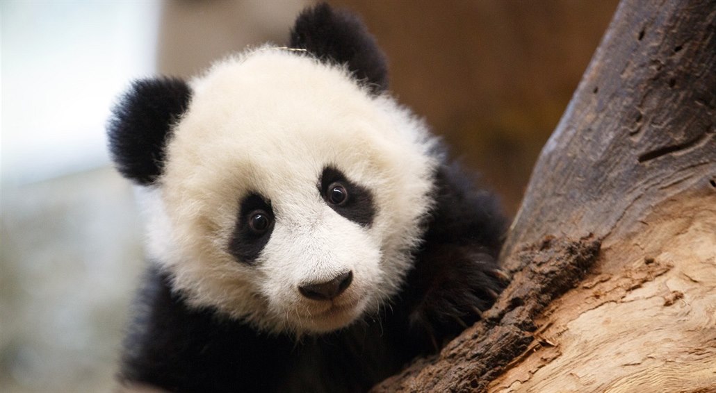 Uhynulá panda se vrátí z Vídně do Číny. Příští rok vycpaná - iDNES.cz