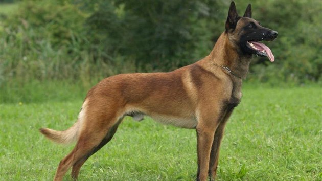 Malinois je krtkosrst varianta belgickho ovka.