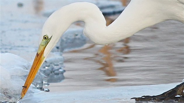Nejhůře na tom jsou ptáci odkázaní na lov na otevřené vodní hladině. (na snímku volavka bílá)