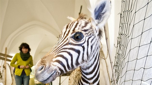 Mezi exponty, kter jsou k vidn v Muzeu Vysoiny v Jihlav, nechyb ani vycpan zebra.