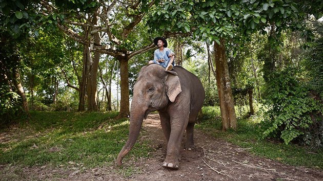 Takzvan mahout jede na slonovi u luxusnho thajskho rezortu Anantara nedaleko hranic s Myanmarem a Laosem. Prv tato zalesnn kopcovit oblast je proslul vrobou speciln a tak drah kvy run vybran ze slonho trusu.