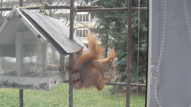 Blanka Urbanová zase poslala přes sklo focenou fotku veverky.