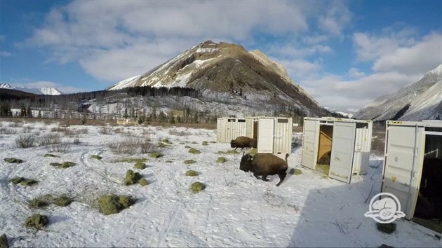 1. nora 2017 vybhlo 16 bizon do aklimatizan ohrady v dol Panther v nrodnm  parku Banff. 
