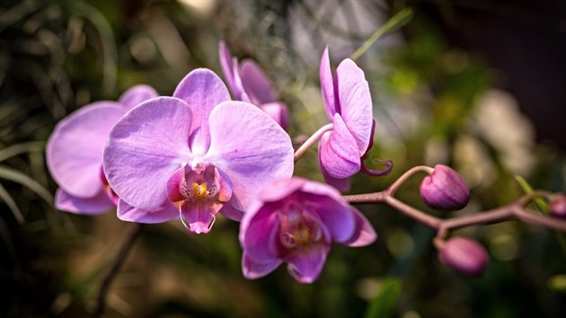 Oblbenou vstavu orchidej, bromli, sukulent a jinch exotickch rostlin kad rok navtv tisce lid.