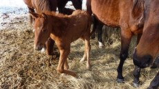 Státní veterinární správa opakovaně řeší soukromý chov koní v Jankově na...