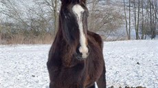 Státní veterinární správa opakovan eí soukromý chov koní v Jankov na...