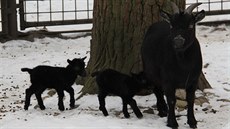 Mlá�ata kozy kamerunské Mona a Lisa v zoo v Hodonín�.