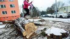 Téměř čtyři stovky dřevin nechala pokácet radnice v Brně-Komíně. V dubnu ale...