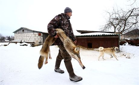 Vlci, ernobyl, lov