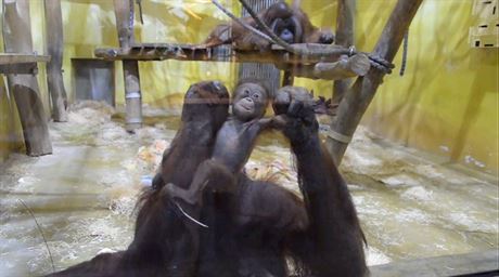 Orangutani v ústecké zoo. 