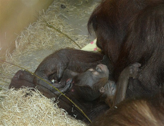Orangutánek, který se narodil v ústecké zoo 14. prosince 2016 samici unince a...