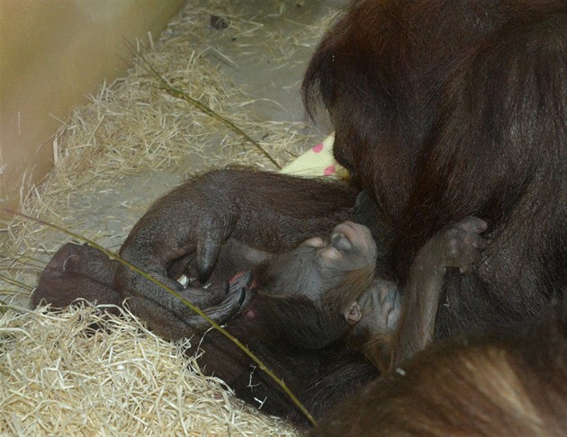 Orangutánek, který se narodil v ústecké zoo 14. prosince 2016 samici Ňunince a...