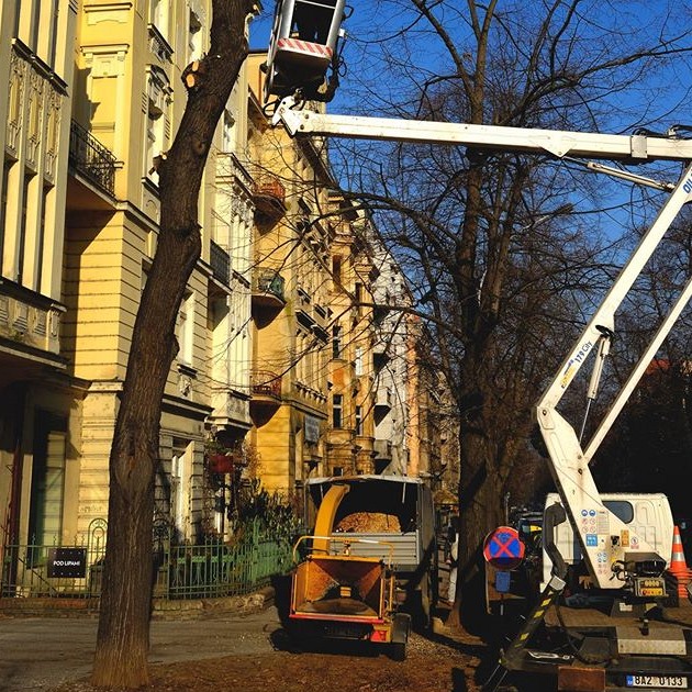 Kácení stromu v Čechově ulici na Letné, který uhynul kvůli tomu, že ho...