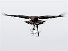 Francouzská armáda cvií orly pro lov zbloudilých dron (10. února 2017)