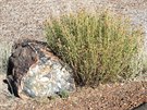 Petrified Forest