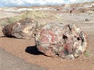 Petrified Forest