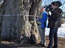 Rob McBride, kter zasvtil ivot ochran strom, pemuje obvod lpy v Lipce...