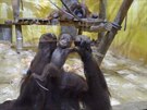 Odchov orangutana bornejskho se nezdail. Mld zemelo