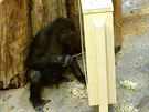 Vánoní hlavolam gorily stále zamstnává