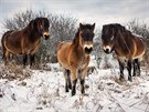 Rodinka divokých koní z pastviny u Milovic. Zimu zvládají bez problém, bez...