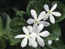 Voňavý sambakový jasmín (Jasminum sambac) vyžaduje podmínky vhodné pro tropické...
