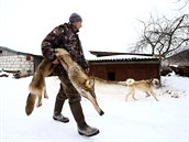 Vlci, Černobyl, lov