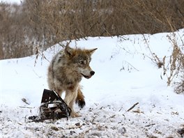 Vlci, ernobyl, lov