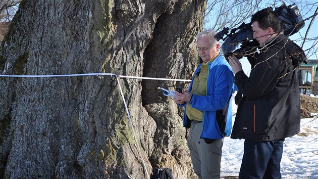 Rob McBride, který zasvětil život ochraně stromů, přeměřuje obvod lípy v Lipce u Horního Bradla na Chrudimsku.
