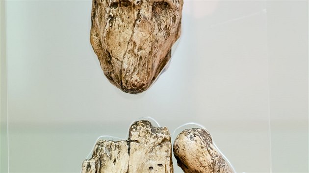 Možná nejstarší loutka na světě byla objevena v
v hrobě někdejšího šamana. Nyní je k vidění v brněnském Paláci šlechtičen, kde Moravské zemské muzeum otevřelo expozici ilustrací brněnského výtvarníka Pavla Dvorského. Její součástí jsou i předměty z brněnského hrobu šamana z období lovců mamutů a další unikáty.