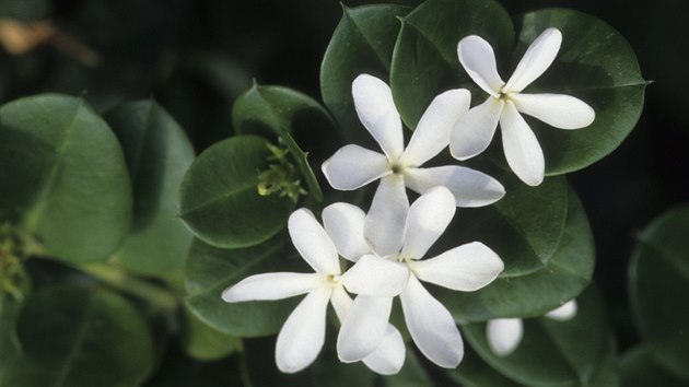Voav sambakov jasmn (Jasminum sambac) vyaduje podmnky vhodn pro tropick rostliny.