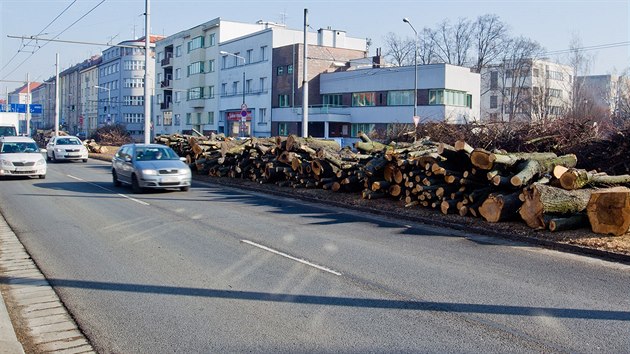 Pokcen stromy ve Steleck ulici v Hradci Krlov