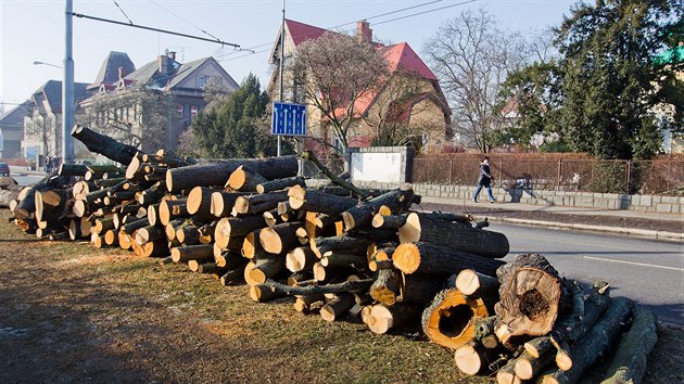 Pokcen stromy ve Steleck ulici v Hradci Krlov