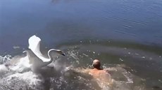 Na koupajícího se mue zaútoily labut