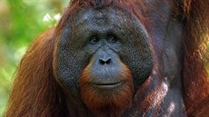 Dosplý samec orangutana bornejského