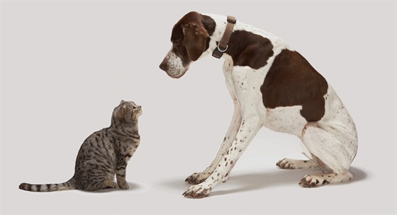 S kým si lépe porozumíte? Se psem, anebo s kočkou?