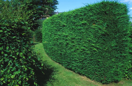 Živý plot z cypřišovců Leylandových je krásně sytě zelený. Ale je náročný na...