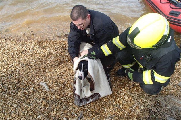Pes se topil v jezeře po zásahu uspávací střelou, lovili ho hasiči