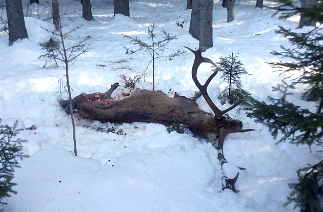 Vlk nebo vlci strhli na umav asi patnáctiletého jelena. Lesníci ho nali v...