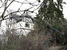 Hasii v Karlovarském kraji odklízeli hlavn stromy, které polámal vítr.