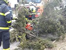 Hasii odstraují vyvrácený smrk v Ostrav-Zábehu (24. února 2017)