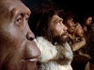 A jet jednou zleva doprava: Australopithecus afarensis, Homo georgicus, Homo...